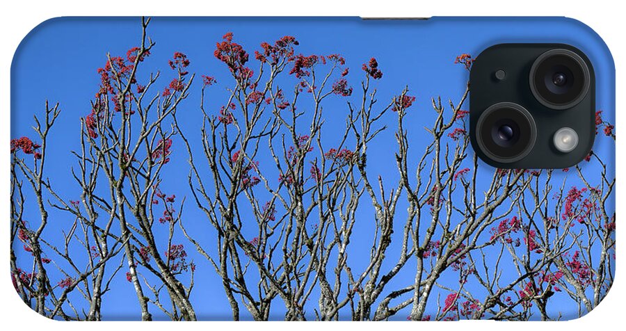 #mountainash#botanicals#nativewesternnorthcarolinaplants#craggygardensnc#blueridgeparkway#ashevillenc#usa iPhone Case featuring the photograph Mountain Ash by Katherine Y Mangum