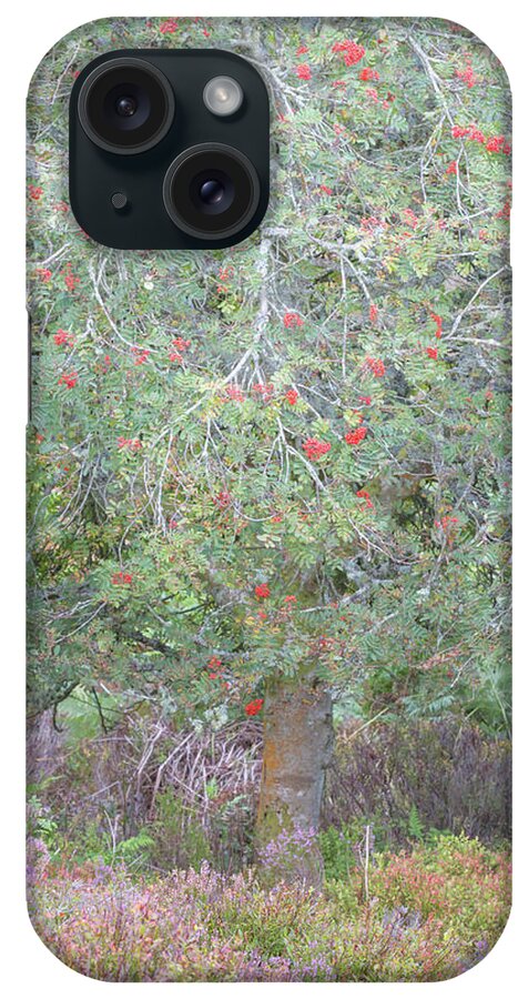 Autumn iPhone Case featuring the photograph Mountain Ash with heather in late summer by Anita Nicholson