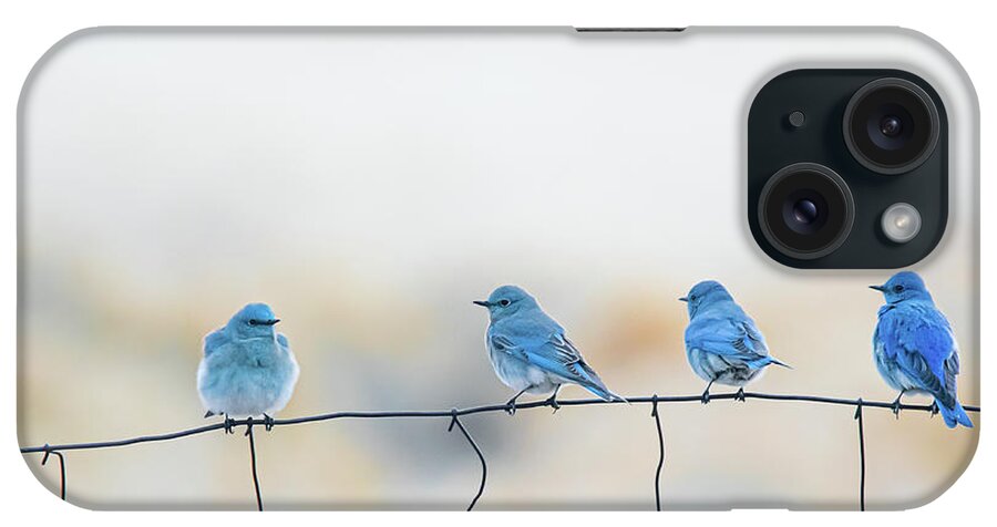 Mountain Bluebird iPhone Case featuring the photograph Mountain Bluebirds 5 by Rick Mosher