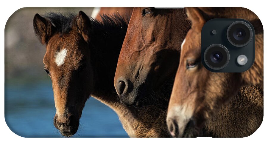 Salt River Wild Horses iPhone Case featuring the photograph Moving Forward by Shannon Hastings