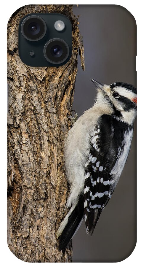 Male iPhone Case featuring the photograph Mr Downy Woodpecker by Mircea Costina Photography