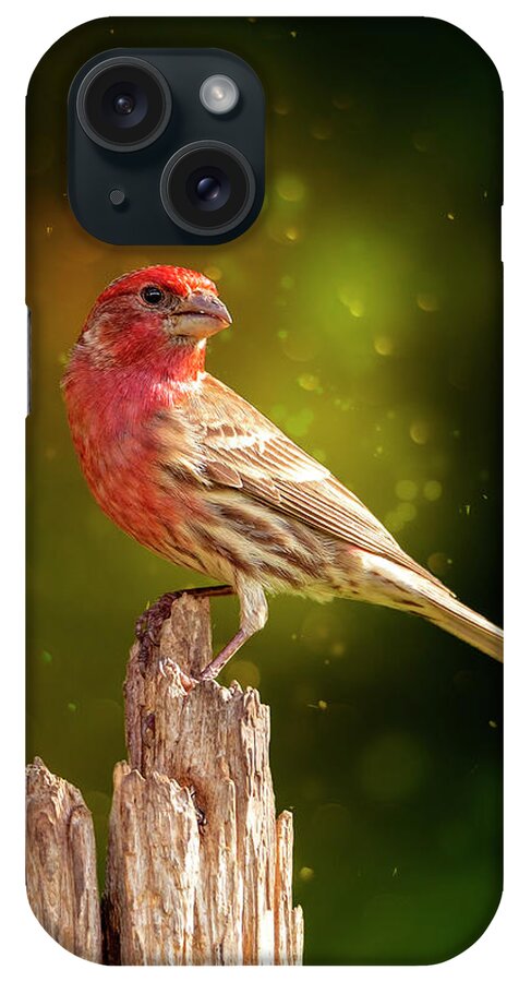 Finch iPhone Case featuring the photograph Mr. Finch's Magic Perch by Bill and Linda Tiepelman