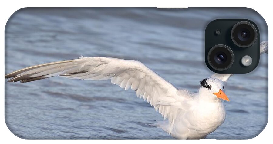 Royal Terns iPhone Case featuring the photograph Muscular Wings by Mingming Jiang