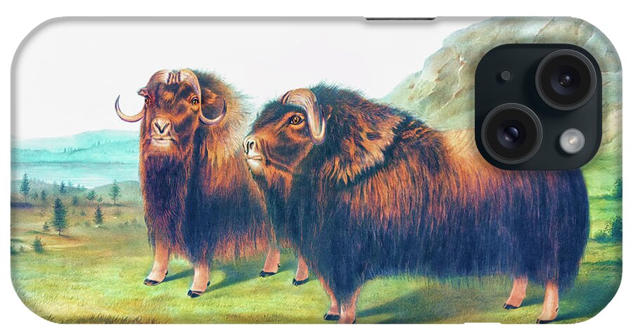 Musk Ox iPhone Case featuring the drawing Musk Ox by John Woodhouse Audubon