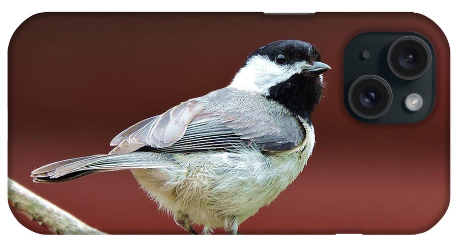 Chickadee iPhone Case featuring the photograph My Little Chickadee by Nancy Denmark