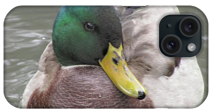 Duck iPhone Case featuring the photograph My Right Side Is My Best Side by Kim Tran