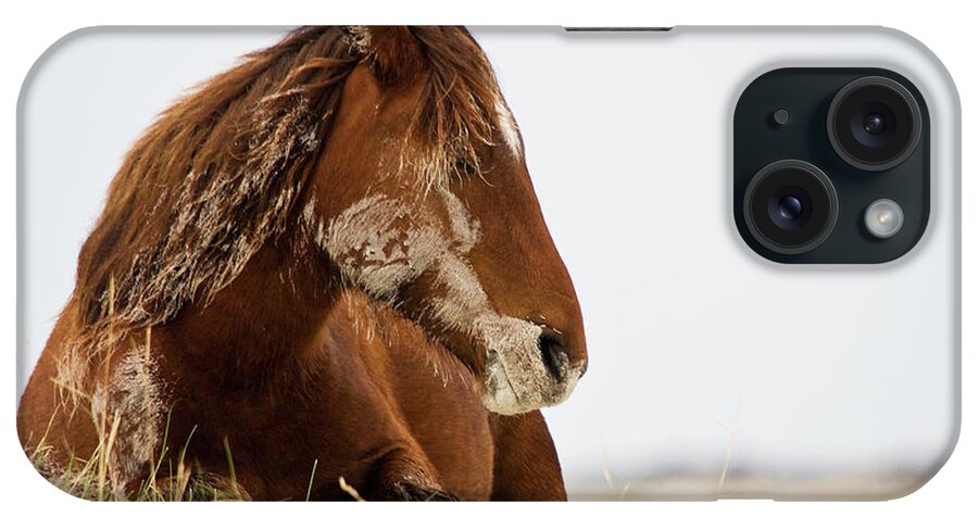 Wild Horse iPhone Case featuring the photograph Napping Wild Mustang Wakes Up by Bob Decker
