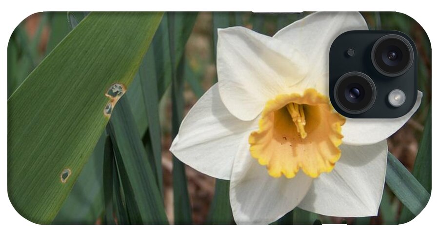 Narcissus iPhone Case featuring the photograph Narcissus by Charles Robinson