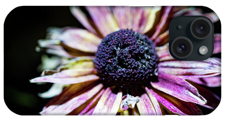 Plants iPhone Case featuring the photograph Nature Photography - Dried Floral by Amelia Pearn