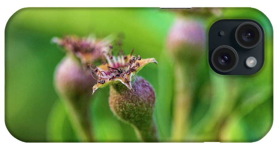 Plants iPhone Case featuring the photograph Nature Photography - Pear Tree Buds by Amelia Pearn