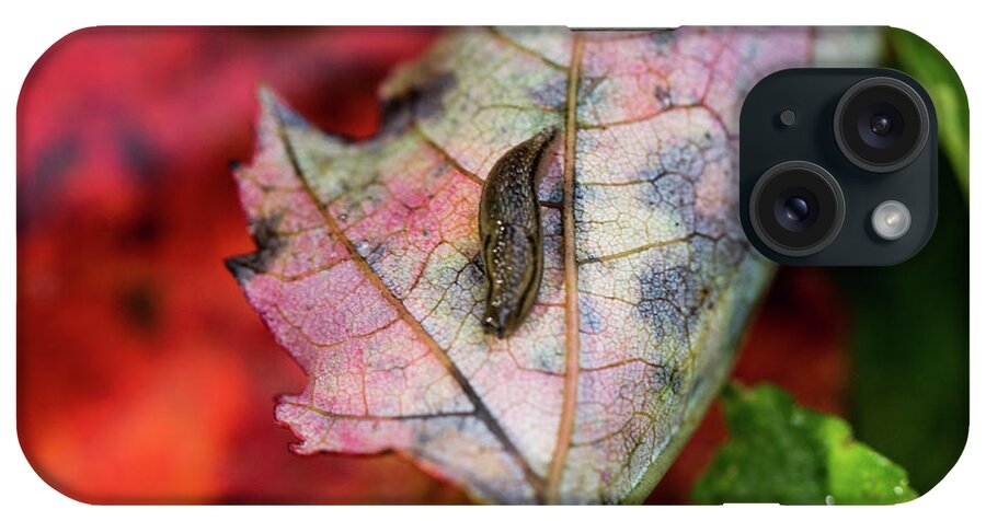 Insect iPhone Case featuring the photograph Nature Photography - Slug on a Leaf by Amelia Pearn