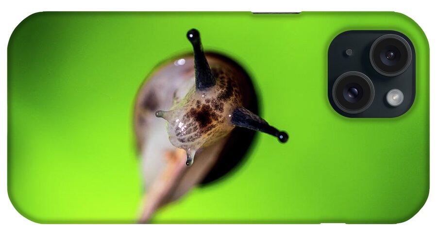 Insect iPhone Case featuring the photograph Nature Photography - Snail by Amelia Pearn