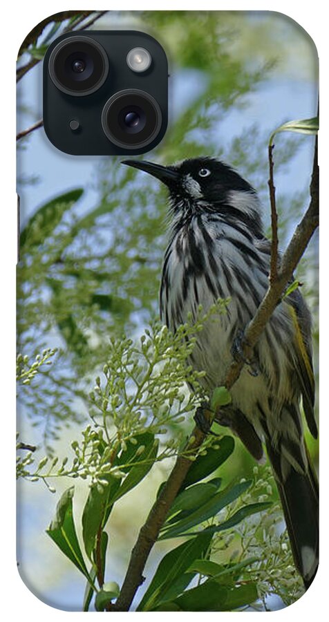 Animals iPhone Case featuring the photograph New Holland Honey Eater Perched 2 by Maryse Jansen