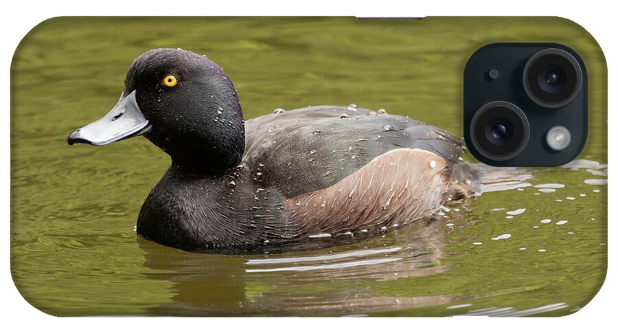 New Zealand Scaup iPhone Case featuring the photograph New Zealand Scaup by Eva Lechner