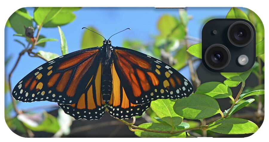 Butterfly iPhone Case featuring the photograph Newborn Monarch by Aimee L Maher ALM GALLERY