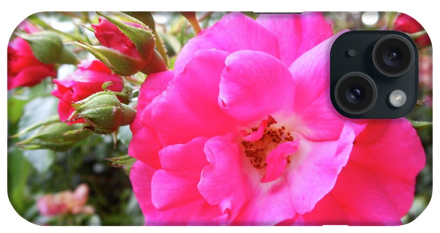 Knockout Rose iPhone Case featuring the photograph Nora's Knockout Roses by Kristin Aquariann