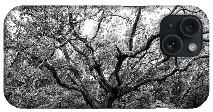 Live Oak iPhone Case featuring the photograph North Carolina Live Oak Tree in Black and White by Bob Decker