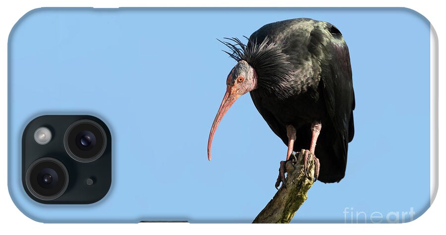 Ibis iPhone Case featuring the photograph Northern Bald Ibis by Jane Rix