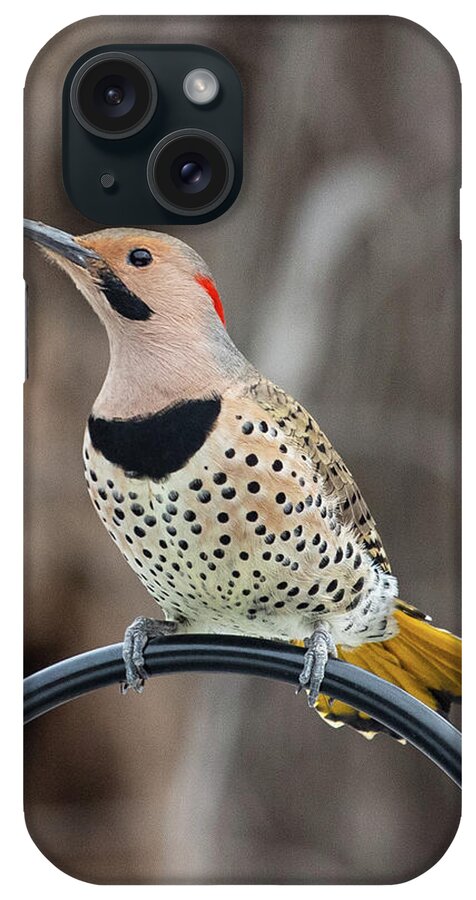 2019 iPhone Case featuring the photograph Northern Flicker 2 by Gerri Bigler