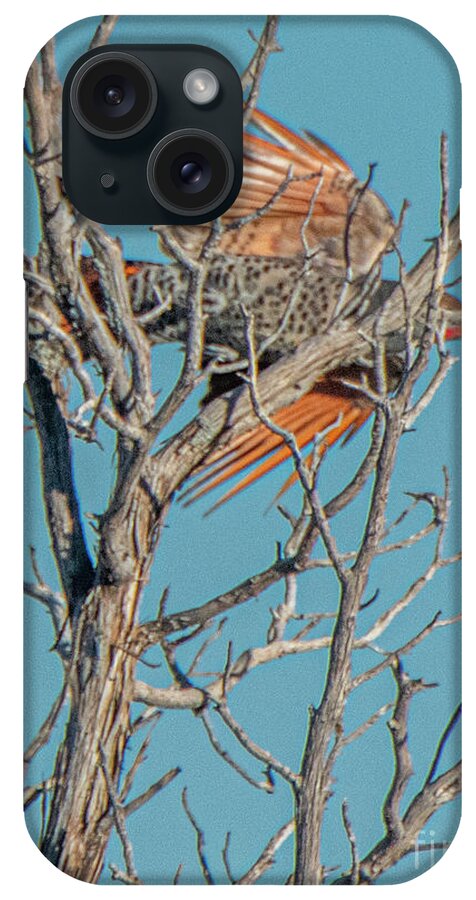 Natanson iPhone Case featuring the photograph Northern Flicker Flyby by Steven Natanson