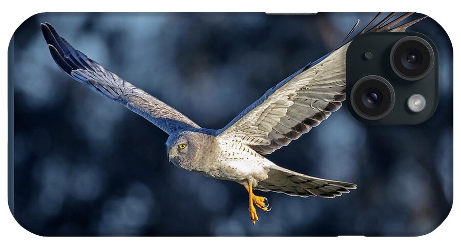  iPhone Case featuring the photograph Northern Harrier #1 by Carla Brennan