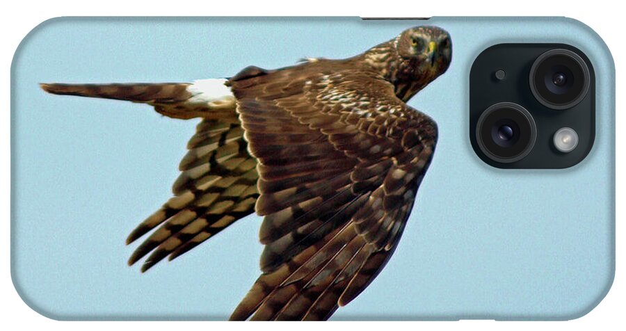 Animal iPhone Case featuring the photograph Northern Harrier, Looking at You by DADPhotography