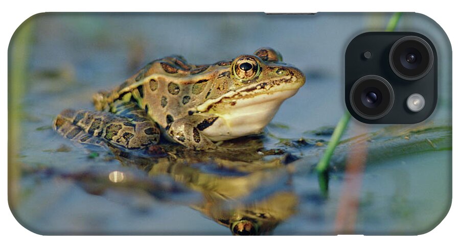 00171695 iPhone Case featuring the photograph Northern Leopard Frog Rana Pipiens by Tim Fitzharris