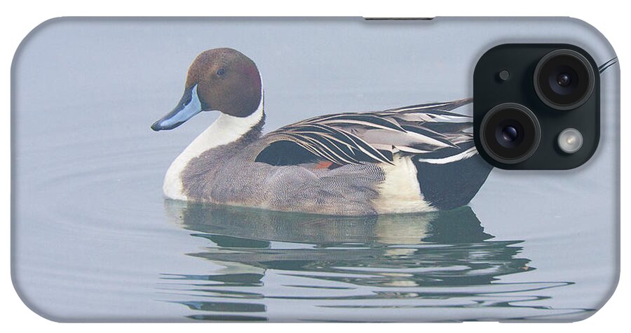 Northern Pintail iPhone Case featuring the photograph Northern Pintail at Newport Beach California by Ram Vasudev