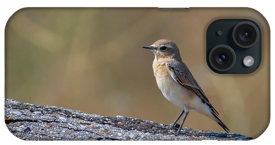 Animal iPhone Case featuring the photograph Northern wheatear - Oenanthe oenanthe by Jivko Nakev