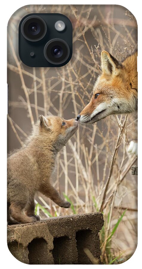 Red Fox iPhone Case featuring the photograph Nose To Nose by Everet Regal