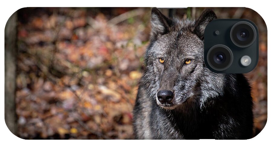 Black Phase Timber Wolf iPhone Case featuring the photograph Not Amused by Rose Guinther
