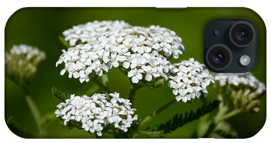 Plant iPhone Case featuring the photograph Not Just a Pretty Flower by Linda Bonaccorsi