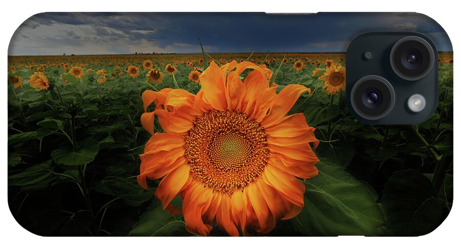 Sunflower iPhone Case featuring the photograph Not Just Another Face In The Crowd by Brian Gustafson