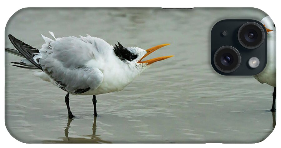 Huguenot iPhone Case featuring the photograph Not Your Tern by Todd Tucker