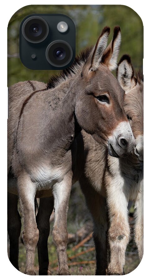 Wild Burros iPhone Case featuring the photograph Nuzzles by Mary Hone