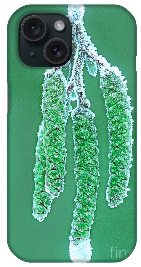 Dave Welling iPhone Case featuring the photograph Oak Tree Bud With Hoarfrost Yosemite National Park by Dave Welling
