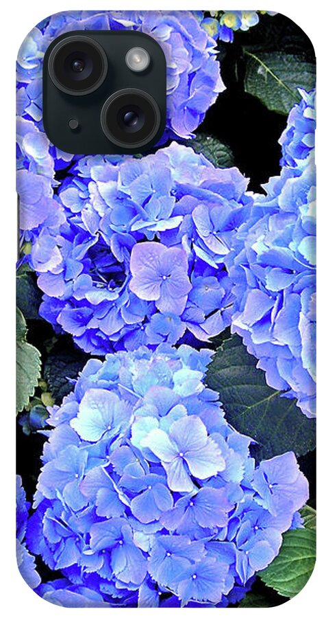 Blue Hydrangea Flowers iPhone Case featuring the photograph Oh That Color by Susan Maxwell Schmidt