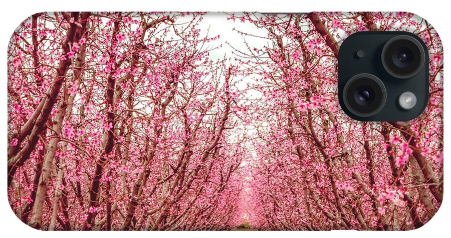 Blossom Trail iPhone Case featuring the photograph Old Fruit Trees With New Blossoms by Elvira Peretsman
