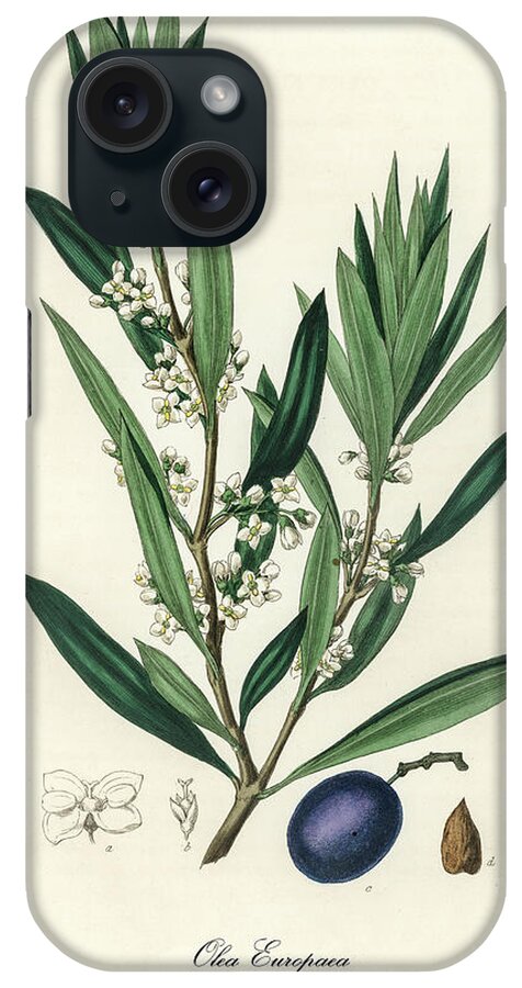 Olea Europaea - Common Olive iPhone Case featuring the digital art Olea Europaea - Common Olive - Medical Botany - Vintage Botanical Illustration - Plants and Herbs by Studio Grafiikka
