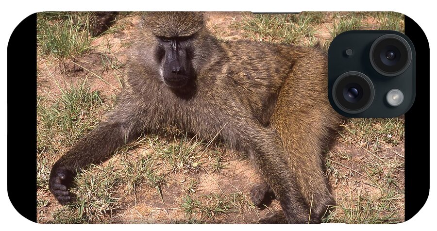 Africa iPhone Case featuring the photograph Olive Baboon Relaxing in the Sun by Russel Considine