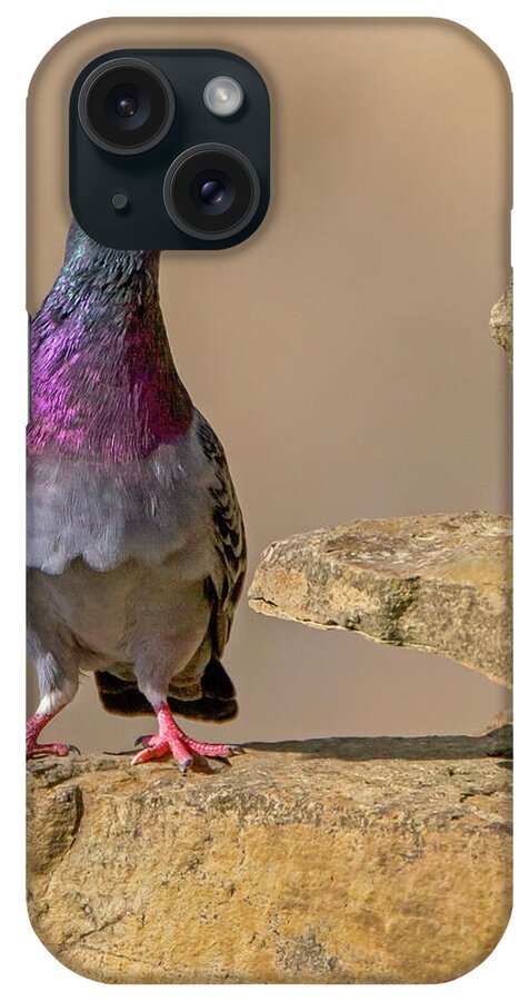 Rock Dove iPhone Case featuring the photograph On The Ledge by Timothy McIntyre