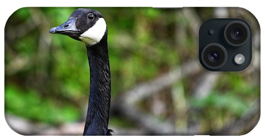 Goose iPhone Case featuring the photograph On the Lookout by Evan Foster