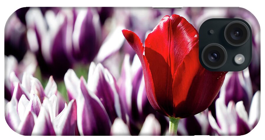 Tulip iPhone Case featuring the photograph One Red Tulip by Rich S
