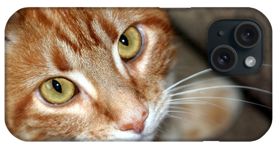 Orange And White Cat iPhone Case featuring the photograph Orange And White Cat Looking At Camera by Valerie Collins