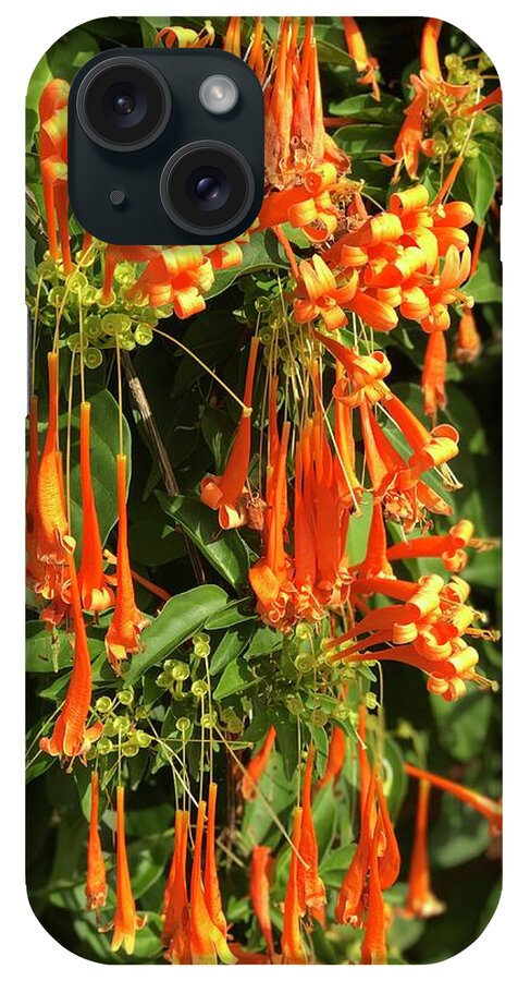 Nature iPhone Case featuring the photograph Orange Bloom by Kalunda Janae Hilton