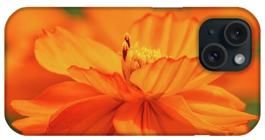 Flower iPhone Case featuring the photograph Orange Cosmos Pair by Dale Kauzlaric