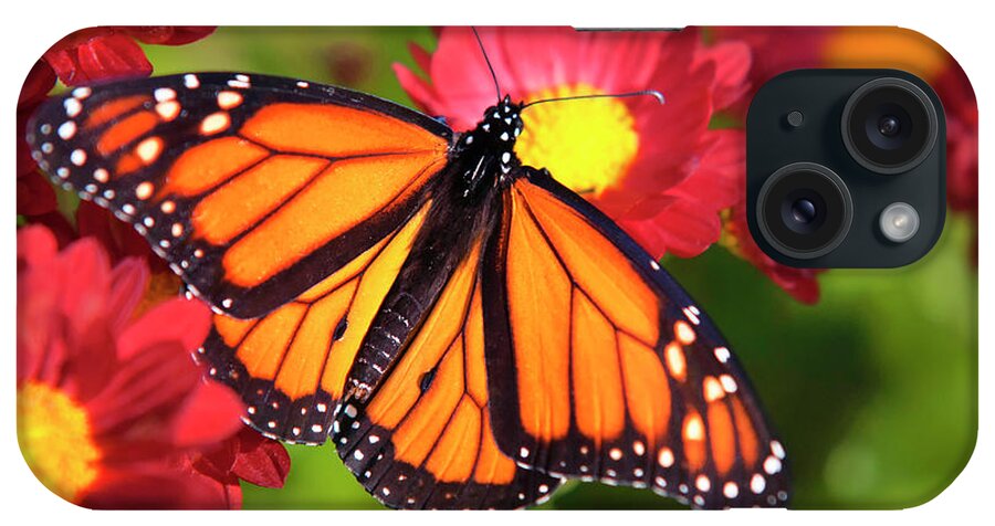 Monarch Butterfly iPhone Case featuring the photograph Orange Drift Monarch Butterfly by Christina Rollo