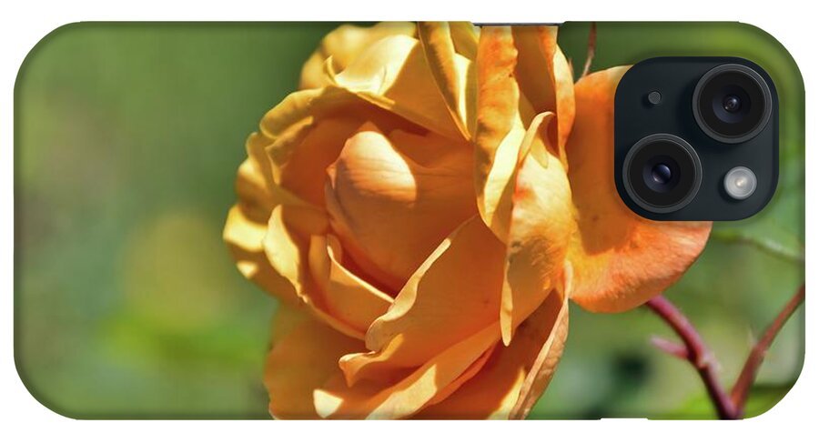 Roses iPhone Case featuring the photograph Orange Loveliness by Diana Mary Sharpton