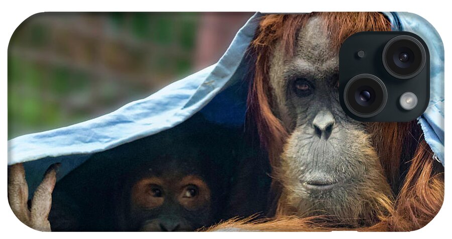 Orangutans iPhone Case featuring the photograph Orangutan Mom and Baby by Shirley Dutchkowski