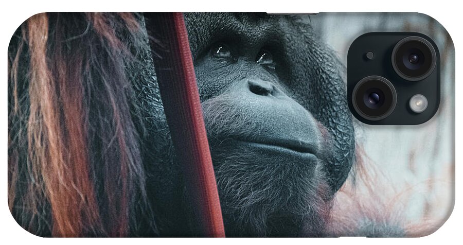 Orangutan iPhone Case featuring the photograph Orangutan Portrait by Martin Newman
